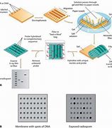 Dot Blot Adalah